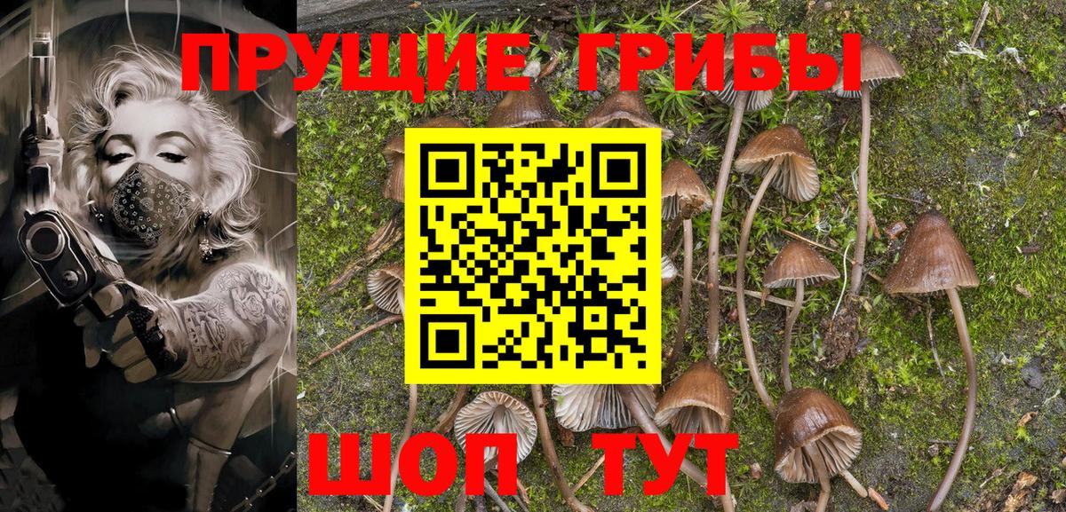 Псилоцибиновые грибы Cubensis Карачаевск